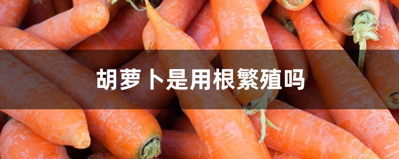胡萝卜是用根繁殖吗 胡萝卜是用根繁殖吗