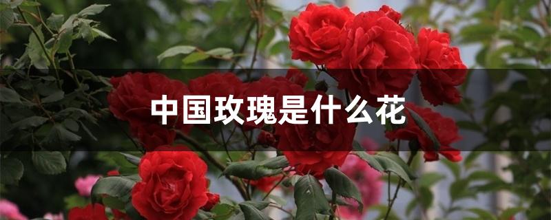 中国玫瑰是什么花 中国玫瑰是什么花