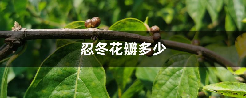 忍冬花瓣多少 忍冬花瓣多少