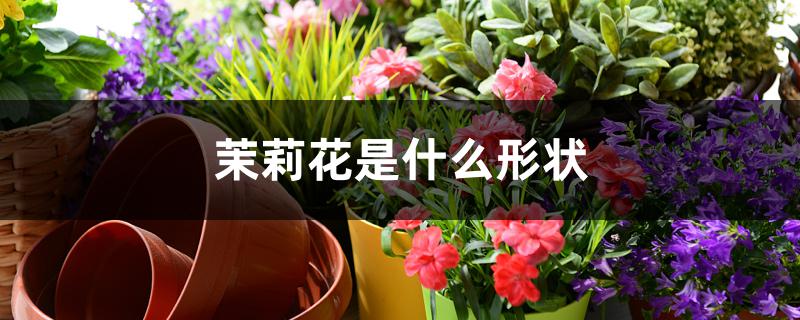 茉莉花是什么形状 茉莉花是什么形状