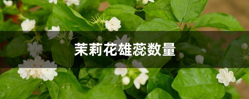 茉莉花雄蕊数量 茉莉花雄蕊数量