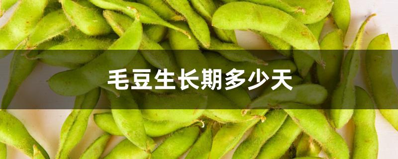 毛豆生长期多少天 毛豆生长期多少天