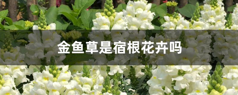 金鱼草是宿根花卉吗 金鱼草是宿根花卉吗