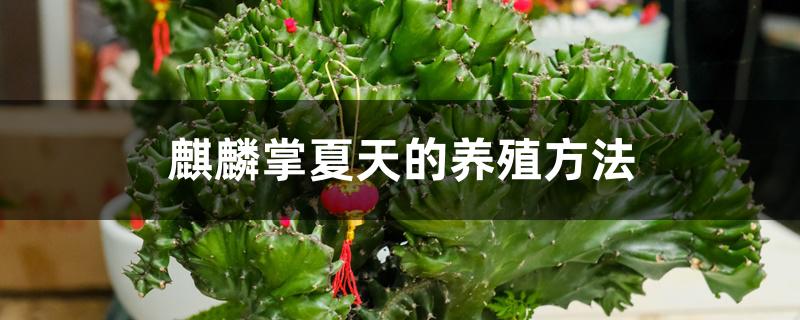 麒麟掌夏天的养殖方法 麒麟掌夏天的养殖方法