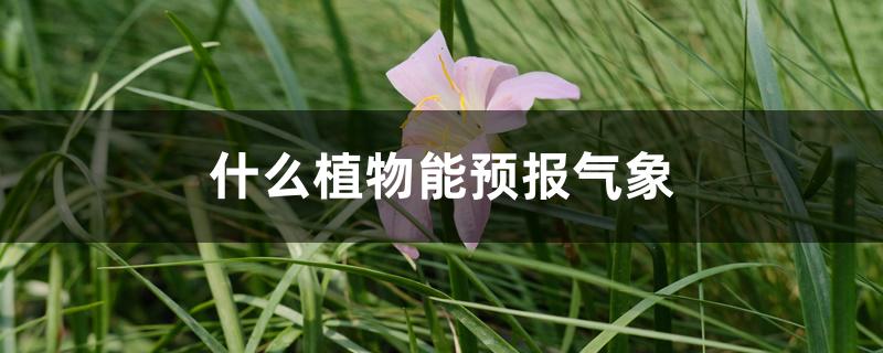 什么植物能预报气象 什么植物能预报气象