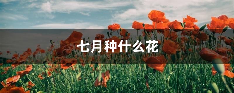 七月种什么花 七月种什么花