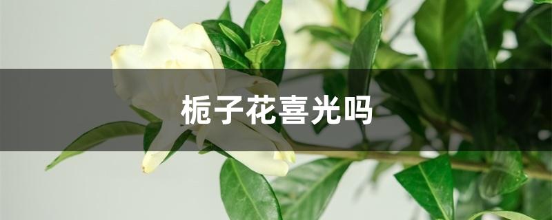栀子花喜阴还是喜阳 栀子花喜阴还是喜阳