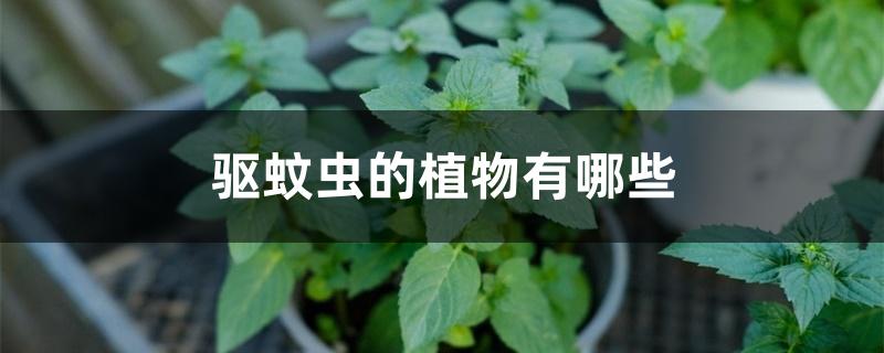 驱蚊虫的植物有哪些 驱蚊虫的植物有哪些