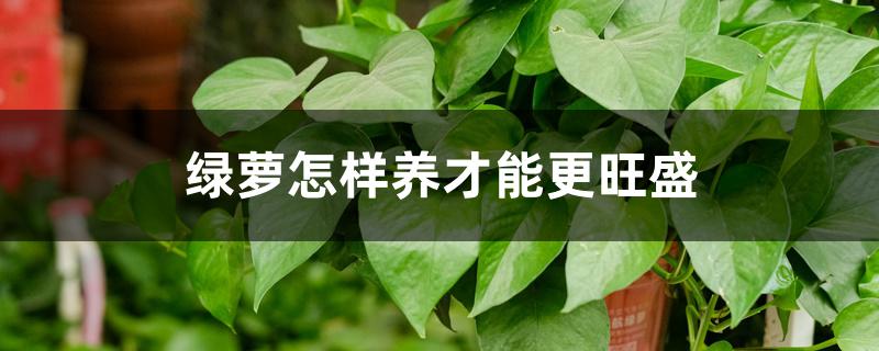 绿萝怎么养才能更旺盛叶子更绿油亮 绿萝怎么养才能更旺盛叶子更绿油亮