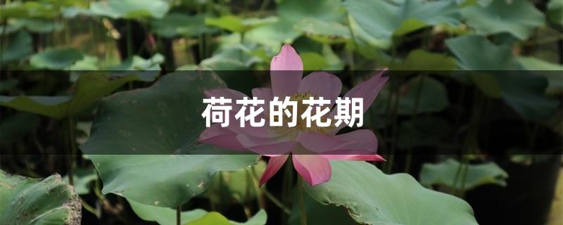 荷花的花期 荷花的花期