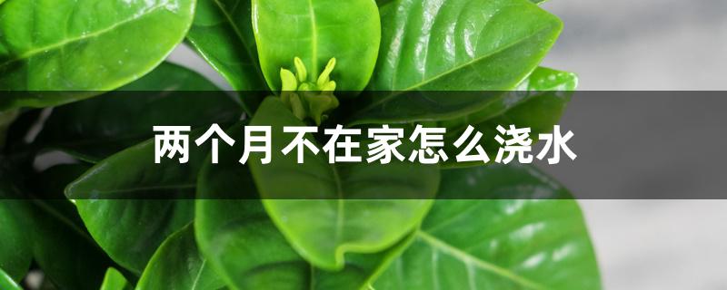 两个月不在家怎么浇水 两个月不在家怎么浇水
