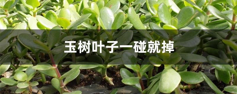 玉树叶子一碰就掉,叶子发黄发软是怎么回事 玉树叶子一碰就掉,叶子发黄发软是怎么回事