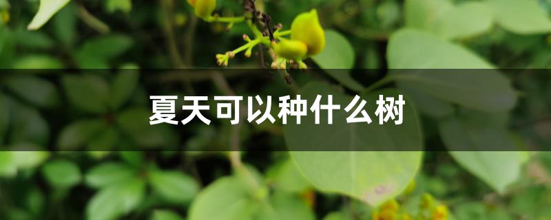 夏天可以种什么树,种什么树容易活 夏天可以种什么树,种什么树容易活