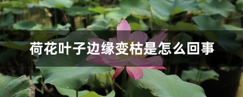荷花叶子边缘变枯是怎么回事,怎么处理 荷花叶子边缘变枯是怎么回事,怎么处理