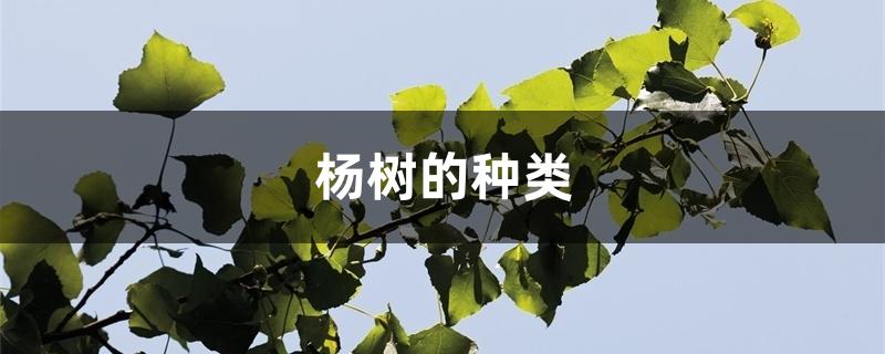 杨树的种类 杨树的种类