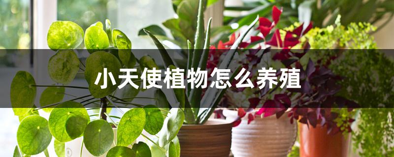 小天使植物怎么养殖 小天使植物怎么养殖