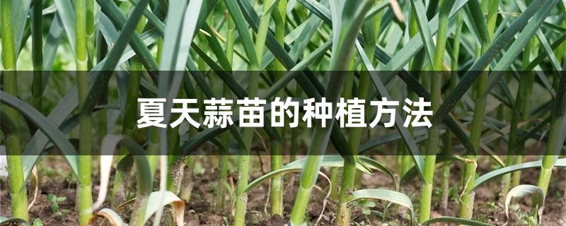 夏天蒜苗的种植方法 夏天蒜苗的种植方法