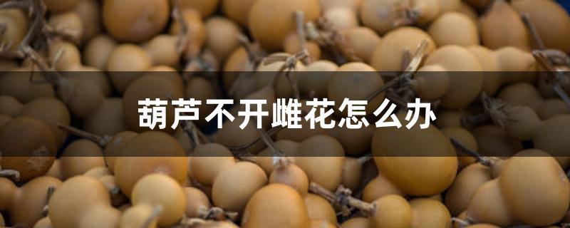 葫芦不开雌花怎么办 葫芦不开雌花怎么办