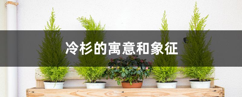 冷杉的寓意和象征 冷杉的寓意和象征