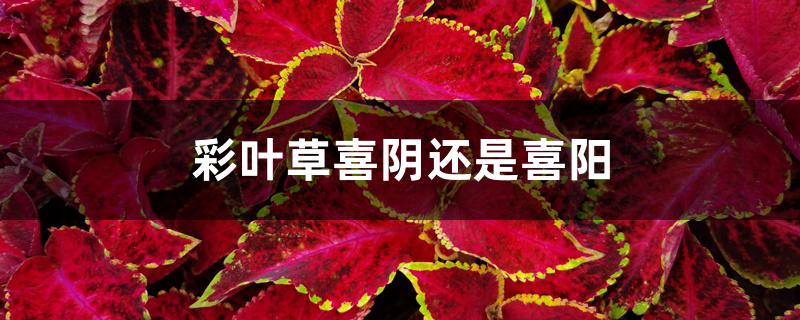 彩叶草喜阴还是喜阳 彩叶草喜阴还是喜阳