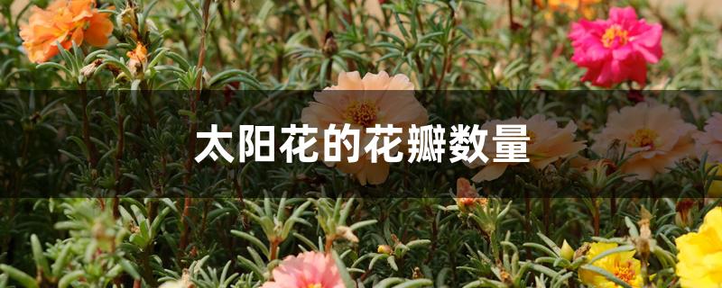 太阳花的花瓣数量 太阳花的花瓣数量