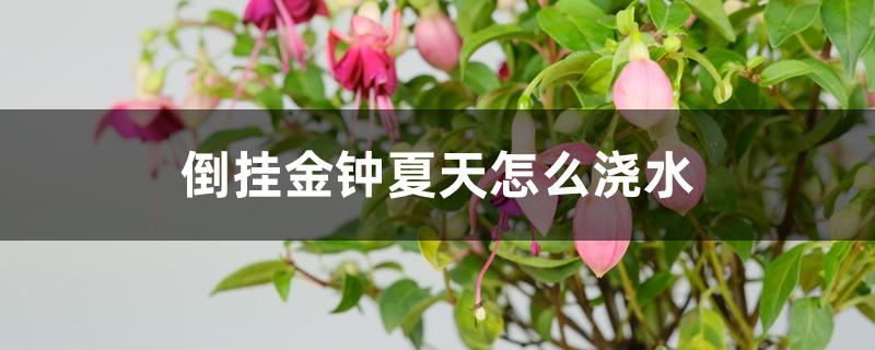 倒挂金钟夏天怎么浇水 倒挂金钟夏天怎么浇水