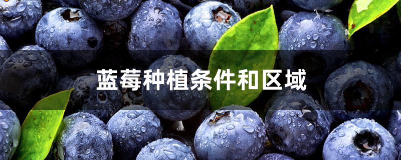 蓝莓种植条件和区域 蓝莓种植条件和区域