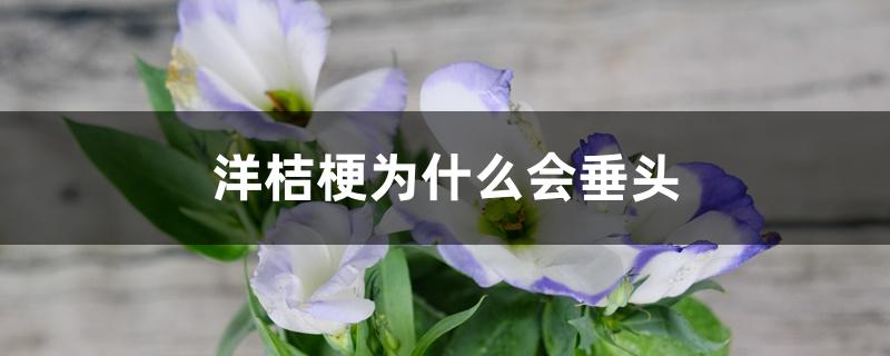 洋桔梗为什么会垂头 洋桔梗为什么会垂头