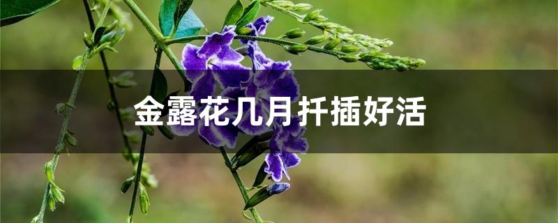 金露花几月扦插好活 金露花几月扦插好活