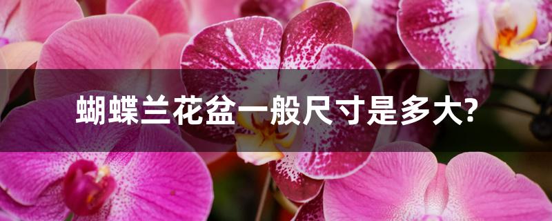 蝴蝶兰花盆一般尺寸是多大? 蝴蝶兰花盆一般尺寸是多大?
