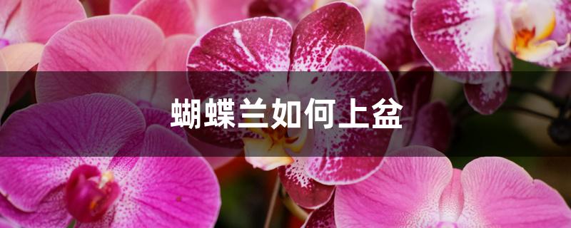 蝴蝶兰如何上盆 蝴蝶兰如何上盆