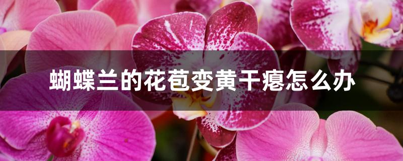 蝴蝶兰的花苞变黄干瘪怎么办 蝴蝶兰的花苞变黄干瘪怎么办