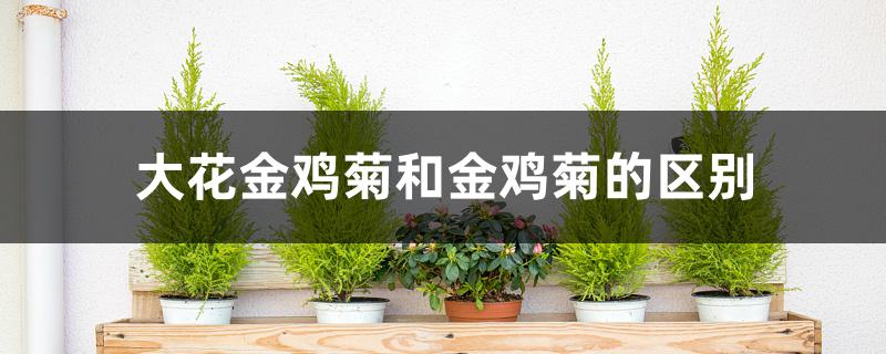 大花金鸡菊和金鸡菊的区别 大花金鸡菊和金鸡菊的区别