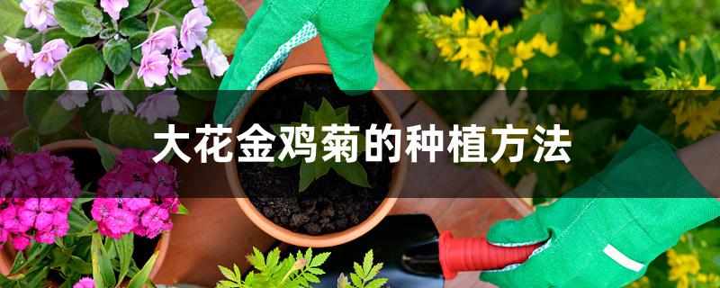 大花金鸡菊的种植方法 大花金鸡菊的种植方法