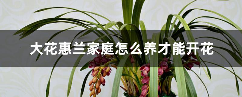 大花惠兰家庭怎么养才能开花 大花惠兰家庭怎么养才能开花