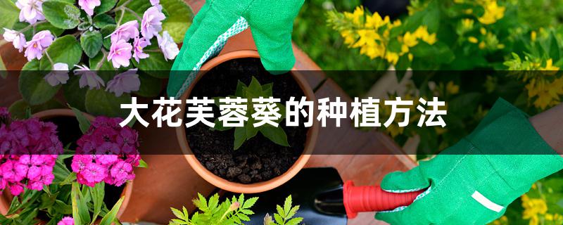 大花芙蓉葵的种植方法 大花芙蓉葵的种植方法