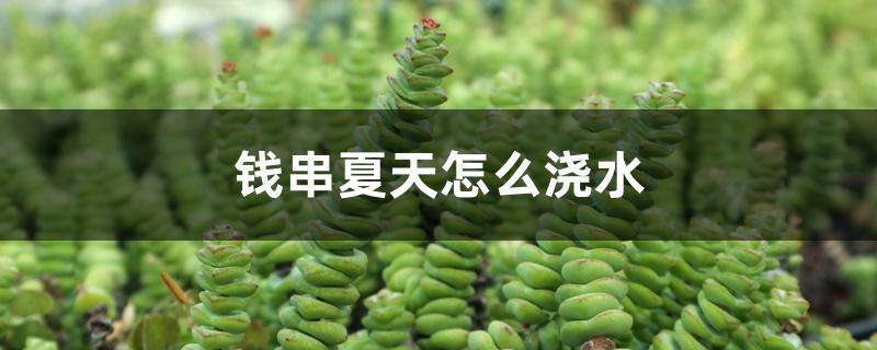 钱串夏天怎么浇水 钱串夏天怎么浇水