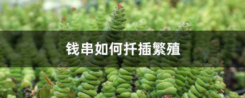 钱串如何扦插繁殖 钱串如何扦插繁殖