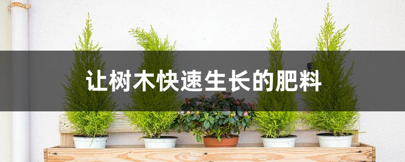 让树木快速生长的肥料 让树木快速生长的肥料