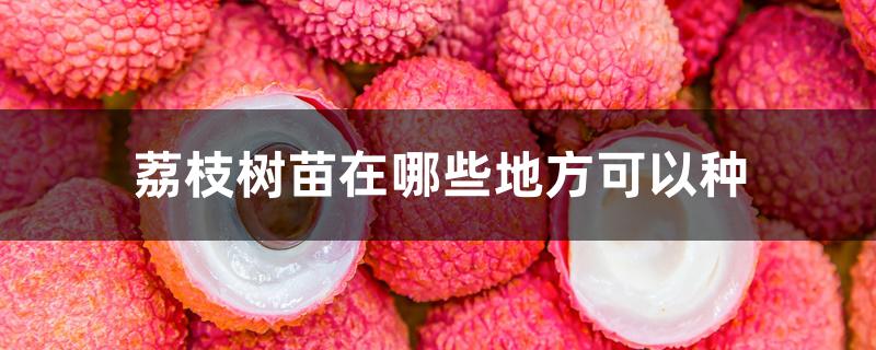 荔枝树苗在哪些地方可以种 荔枝树苗在哪些地方可以种