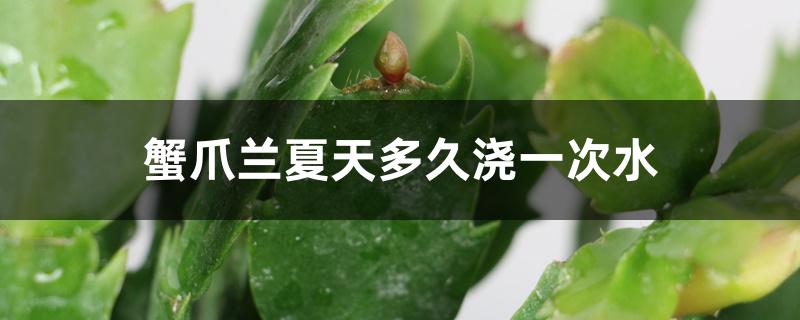 蟹爪兰夏天多久浇一次水 蟹爪兰夏天多久浇一次水