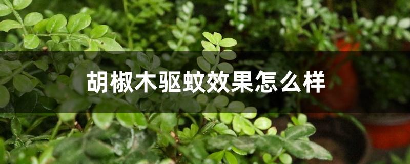 胡椒木驱蚊效果怎么样