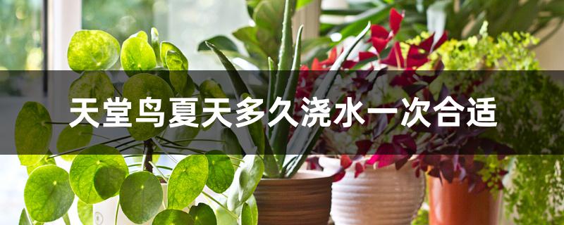 天堂鸟夏天多久浇水一次合适 天堂鸟夏天多久浇水一次合适