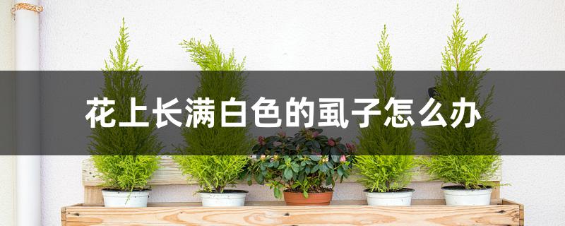 花上长满白色的虱子怎么办 花上长满白色的虱子怎么办