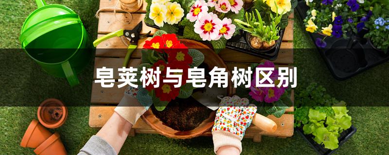 皂荚树与皂角树区别 皂荚树与皂角树区别