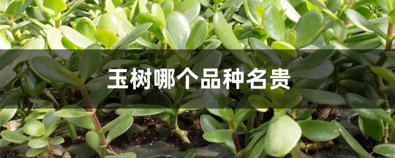 玉树哪个品种名贵 玉树哪个品种名贵
