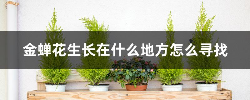 金蝉花生长在什么地方怎么寻找 金蝉花生长在什么地方怎么寻找