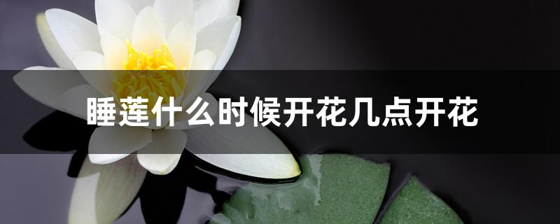睡莲什么时候开花几点开花 睡莲什么时候开花几点开花