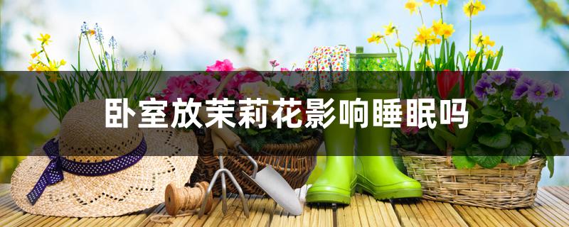 卧室放茉莉花影响睡眠吗 卧室放茉莉花影响睡眠吗