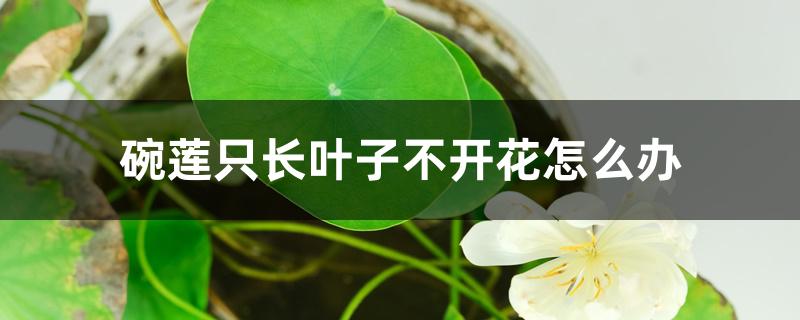 碗莲只长叶子不开花怎么办 碗莲只长叶子不开花怎么办
